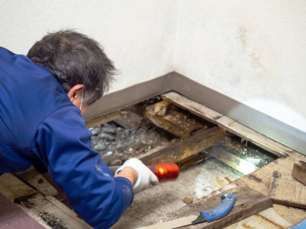 Best DIY Mold Remediation Support Services in Maple Heights, OH