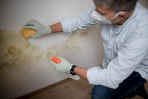 Best Basement Mold Remediation in Maple Heights, OH