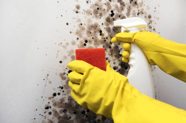 Best Black Mold Remediation in Maple Heights, OH