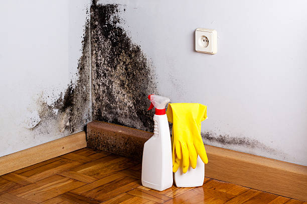 Best Crawl Space Mold Remediation in Maple Heights, OH
